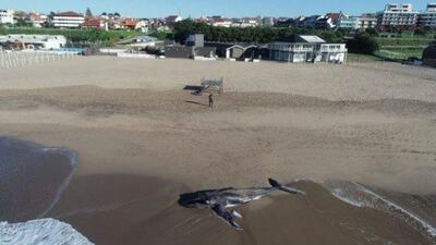 Apareció muerta una ballena en un balneario de Mar del Plata
