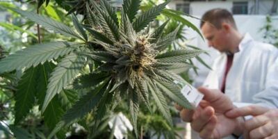 Habilitan a científicos de la UNLP a investigar sobre el cultivo de cannabis