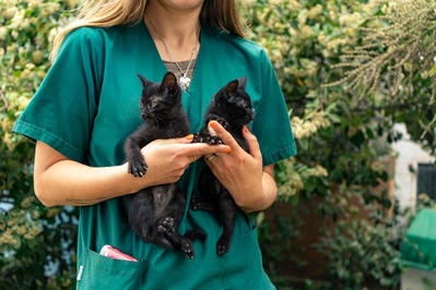 Mar del Plata: Los quirófanos móviles veterinarios continúan recorriendo la ciudad