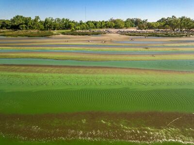 Suben a naranja el alerta por la presencia de cianobacterias en el Río de la Plata