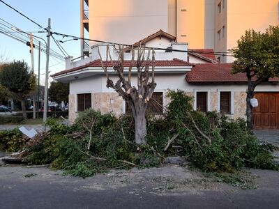 La Plata: Vecinos se manifestarán ante la poda indiscriminada de árboles en la ciudad