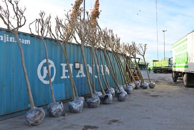 Ensenada: Comenzó el plan de forestación en el distrito