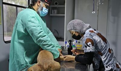 Ensenada: El quirófano móvil municipal estará en Plaza Yrigoyen para castrar a perros y gatos