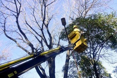 La Plata: El Municipio apeló el fallo judicial que detuvo el plan de poda en la ciudad