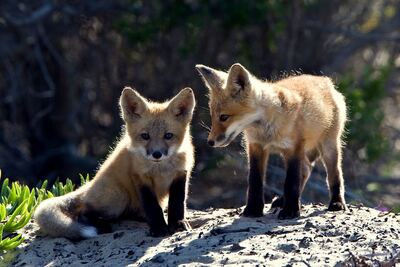 Villa Gesell: Realizarán una charla virtual sobre fauna silvestre