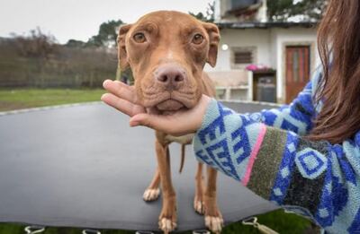 Mar del Plata: En lo que va del 2022 el Municipio rescató 120 animales