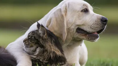 9 de Julio: El Municipio continúa con las castraciones de perros y gatos