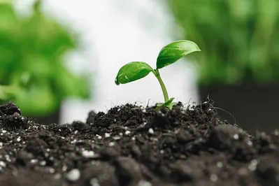 Ayacucho: La ciudad será sede del Primer Festival Ambiental Regional