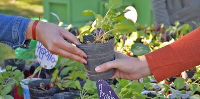 Tres Arroyos: Continúan las jornadas de Eco-canje en la ciudad