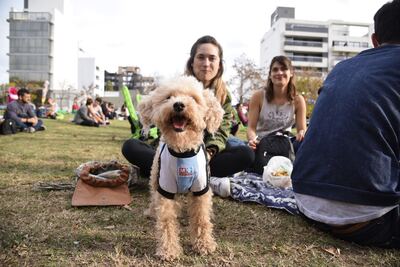 La Plata: Se realizará una feria para fomentar la adopción de perros y gatos