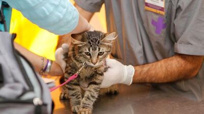 Lobería: El móvil veterinario estará esta semana en Plaza Mitre