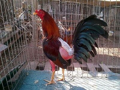 Almirante Brown: Zoonosis rescató a 23 gallos de riña luego de un allanamiento policial