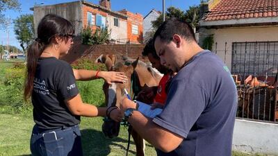 Mar del Plata: Realizaron un nuevo operativo para evitar la presencia de caballos sueltos en la vía pública