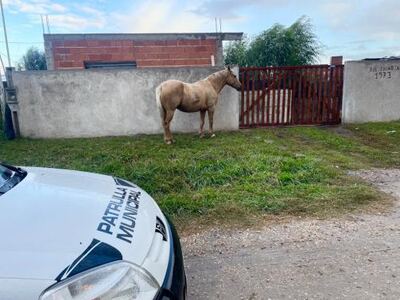 Mar del Plata: Continúan los operativos para evitar la presencia de caballos sueltos en la vía pública