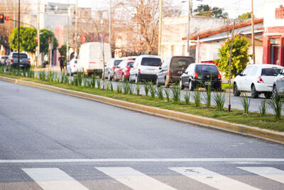 La Plata: En lo que va del año se sumaron más de 10 mil ejemplares al arbolado público