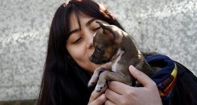 Almirante Brown: Zoonosis castró y vacunó a 500 perros y gatos en una sola jornada