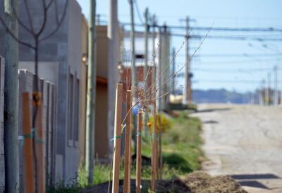 Tandil: El Municipio inició el programa "Un árbol para tu vereda"