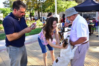 Ayacucho: Concluyó la campaña 2023 de vacunación antirrábica y desparasitación para perros y gatos