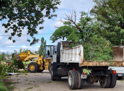 Trenque Lauquen: El Municipio continúa retirando árboles, troncos y ramas caídas