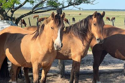 Confirman 98 brotes de encefalomielitis equina en la Provincia