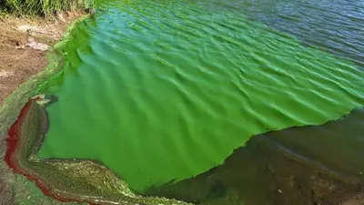 Continúa el alerta por cianobacterias en la provincia de Buenos Aires