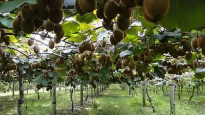 Mar del Plata: Se realizará el primer Encuentro Tecnológico, Ciencia, Abeja y Kiwi
