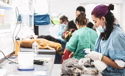 Almirante Brown: El operativo "Zoonosis en tu Barrio” desembarcó en Glew