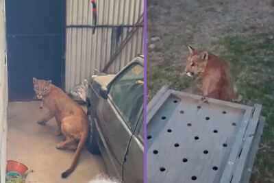Necochea: Liberan con éxito al puma encontrado en una vivienda de Juan N. Fernández
