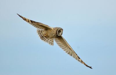 Necochea: Se realizará una nueva jornada de Observación de Aves en Quequén