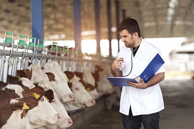 Tandil: La ciudad será sede de las primeras "Jornadas de Actualización en Sanidad Bovina"