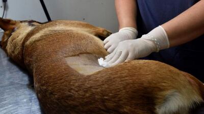 Olavarría: El Quirófano Veterinario Móvil atenderá en el barrio Provincias Unidas