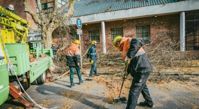 Mar del Plata: En lo que va del año se intervino en casi 600 emergencias por árboles o ramas caídas en la vía pública