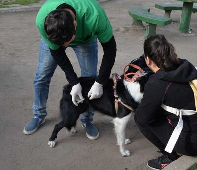 Bahía Blanca: Realizarán nuevas jornadas de vacunación antirrábica