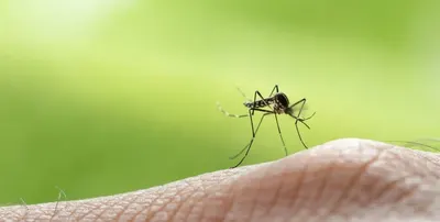 Junín: Continúan las tareas de prevención de dengue en el Partido