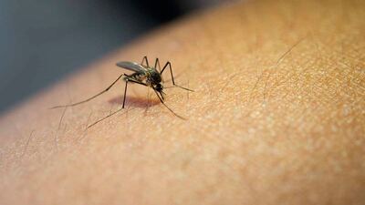 Necochea: Llevan adelante medidas preventivas contra el dengue
