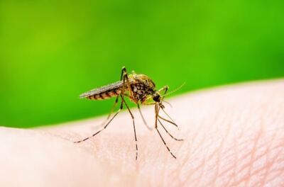 Confirman el primer caso autoctono de dengue en la Provincia