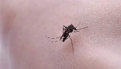 La Provincia amplía la vacunación contra el dengue