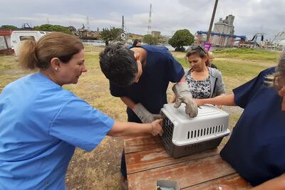 Necochea: Se realizó el operativo de castración masiva en el Barrio Puerto