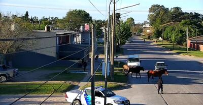 Necochea: El Municipio intensifica el control sobre animales sueltos en la vía pública