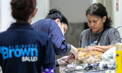 Almirante Brown: En un mes Zoonosis realizó 1.266 castraciones en el Punto Fijo de Longchamps