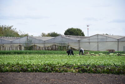 La Plata: Se completó el Relevamiento Florihortícola Platense 2025