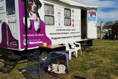Necochea: La Comuna brinda una nueva jornada gratuita de castración masiva de mascotas