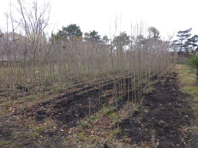 Necochea: Este invierno, el Vivero Municipal entregó más de 900 árboles a vecinos