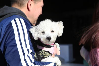 La Plata: Nueva semana de vacunación gratuita para animales en Parque San Martín