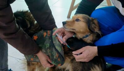 Berazategui: Realizaron nuevas jornadas veterinarias en Gutiérrez