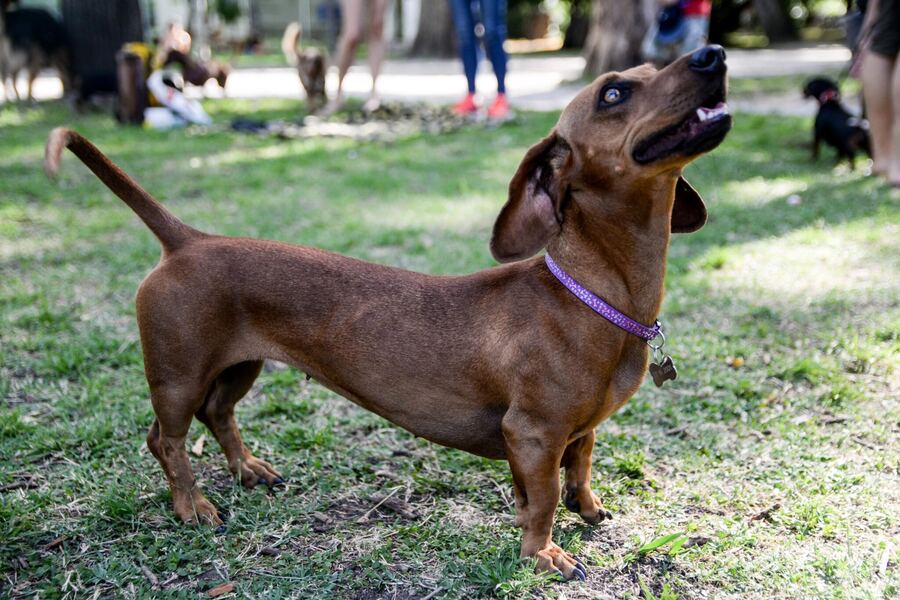 Paola Miceli: "tener una mascota no sólo es darle amor, sino también cuidado"