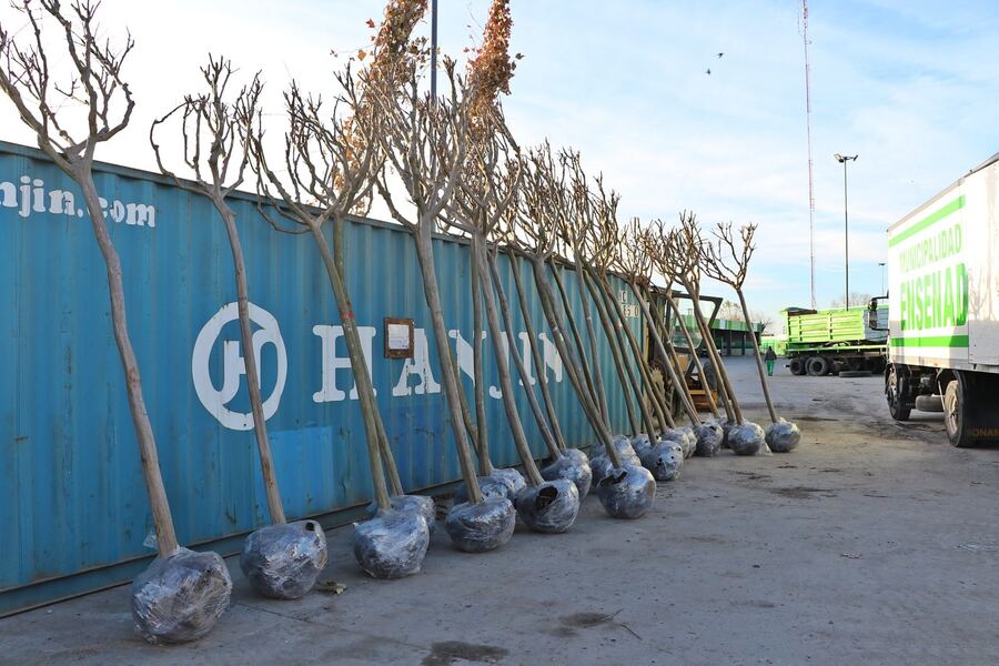 Ensenada: Comenzó el plan de forestación en el distrito