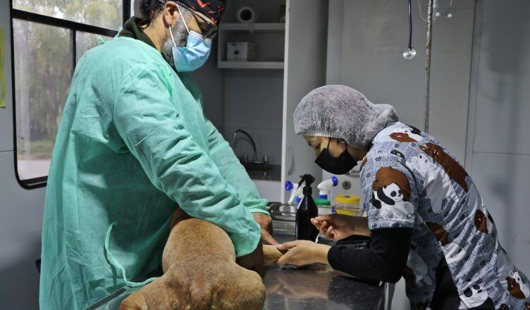 Ensenada: El quirófano móvil municipal estará en Plaza Yrigoyen para castrar a perros y gatos