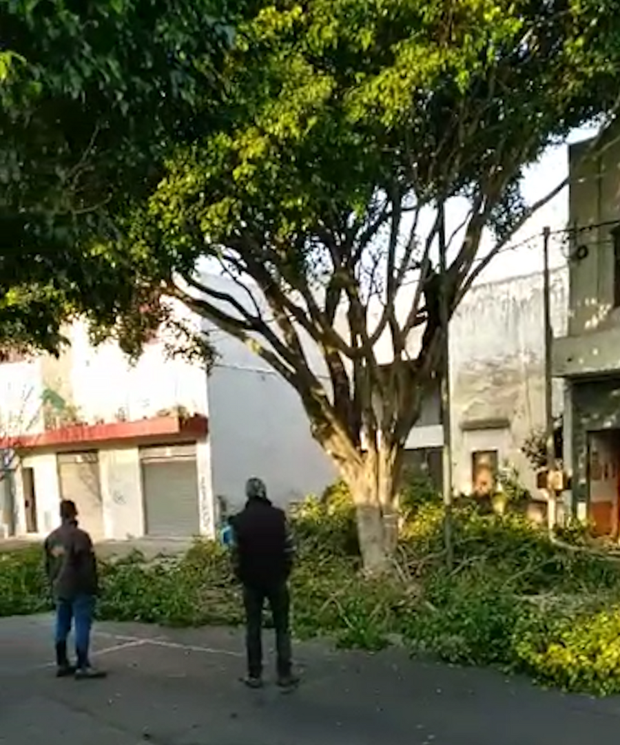 La Plata: Vecinos denunciaron un nuevo caso de poda indiscriminada de árboles
