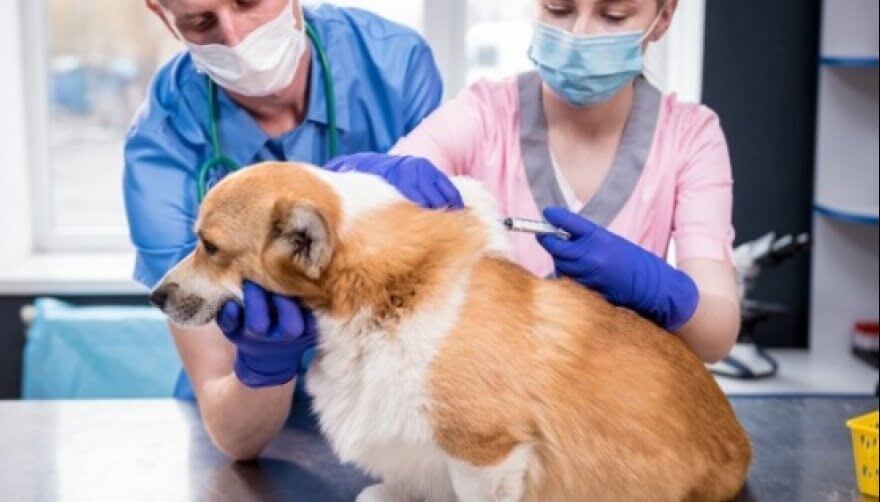 Coronel Rosales: El quirófano veterinario móvil atenderá este mes en Villa Arias, Villa del Mar y Pehuen Co